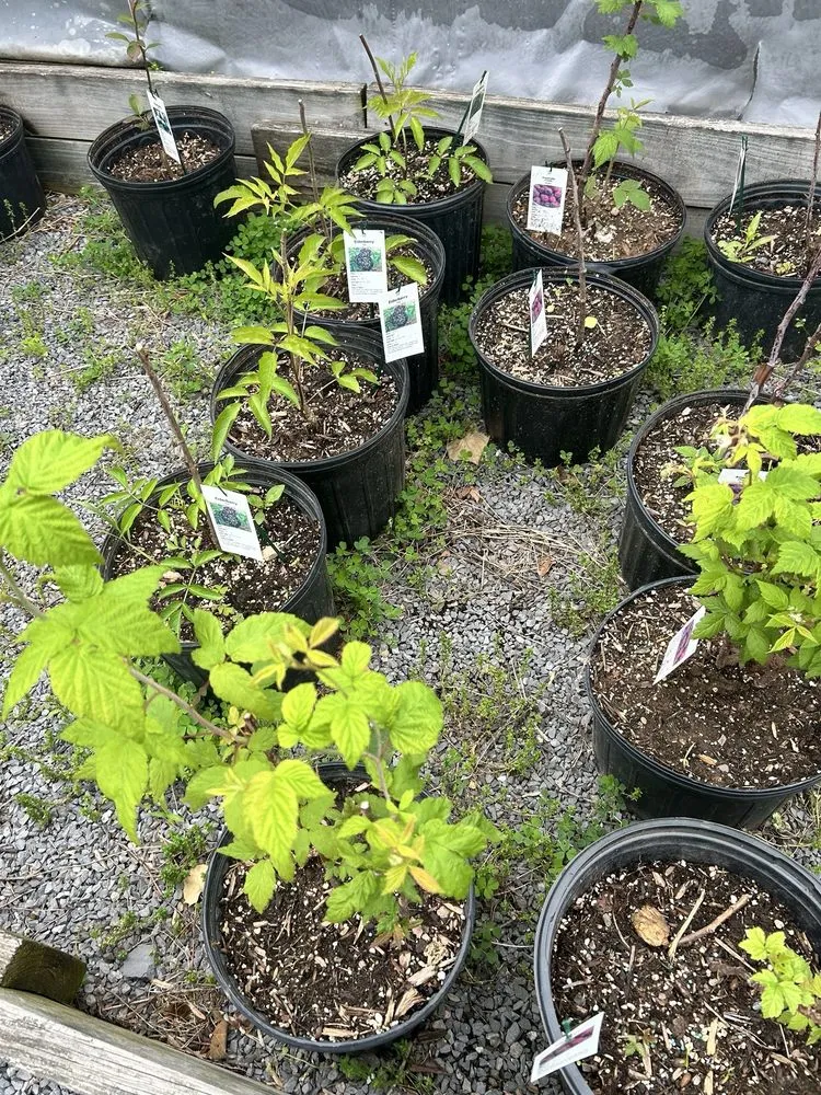 Affordable landscaping services for homes across Shanks, WV - Abundant Life Greenhouse
