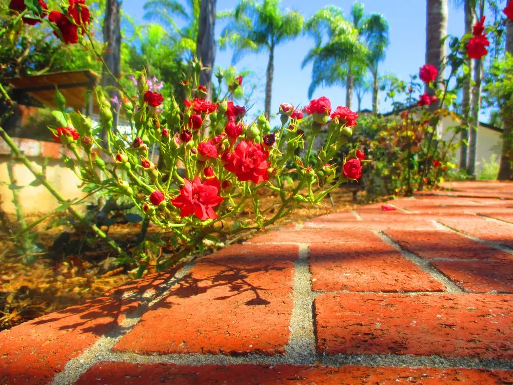 Reliable outdoor landscaping in La Mesa, CA by Abundant Life Landscape Maintenance