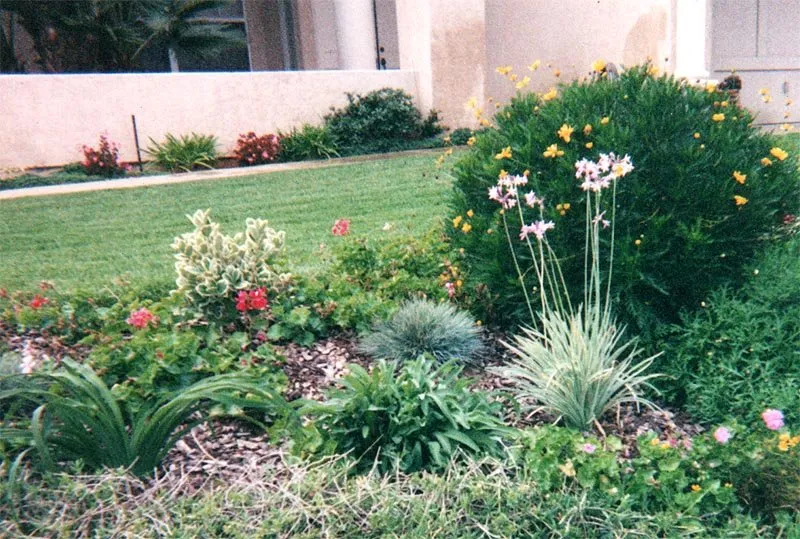 Expert yard cleanup service in La Mesa, CA by Abundant Life Landscape Maintenance