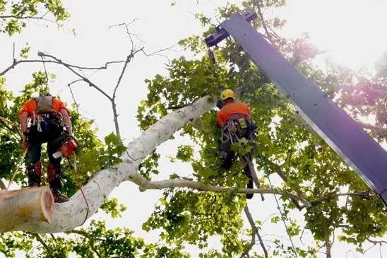 Custom yard cleanup service with custom design in Louisville, KY by Abundant Tree Care Services