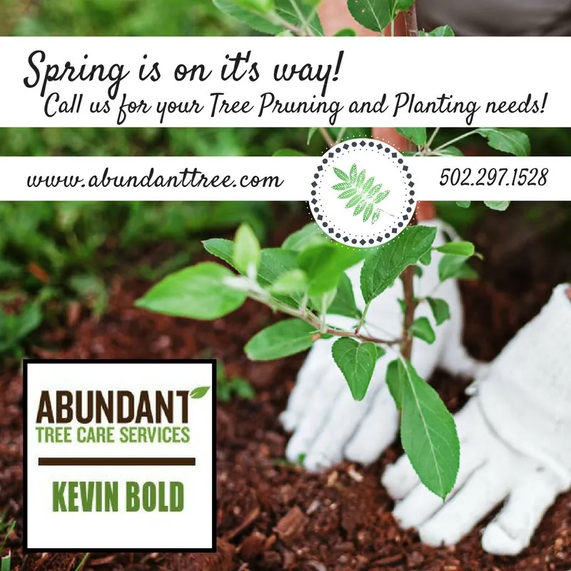 Top-rated residential landscaping experts serving Louisville, KY - Abundant Tree Care Services