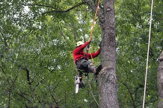 Custom lawn care service near you across Louisville, KY - Abundant Tree Care Services