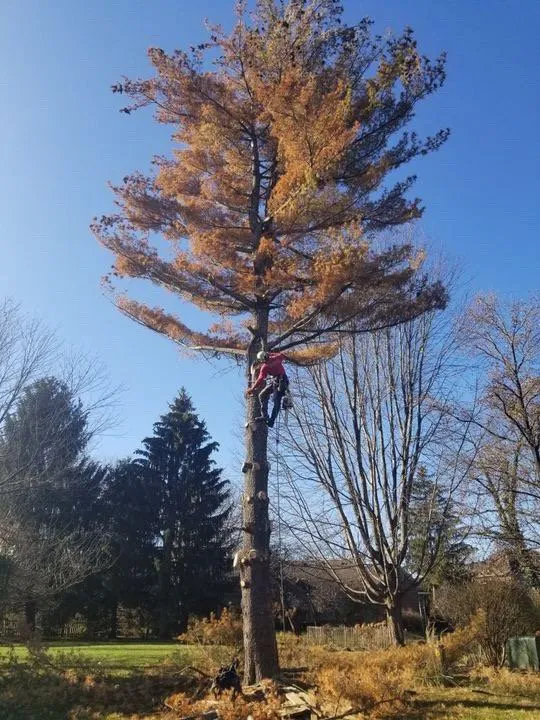 Affordable yard cleanup service experts serving Louisville, KY - Abundant Tree Care Services