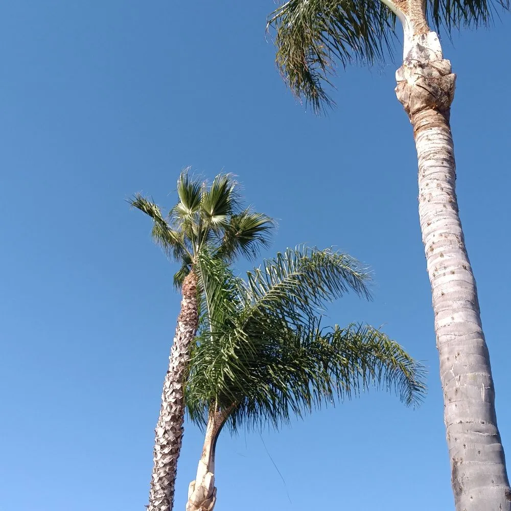 Affordable yard cleanup service in Vista, CA - Aby Services