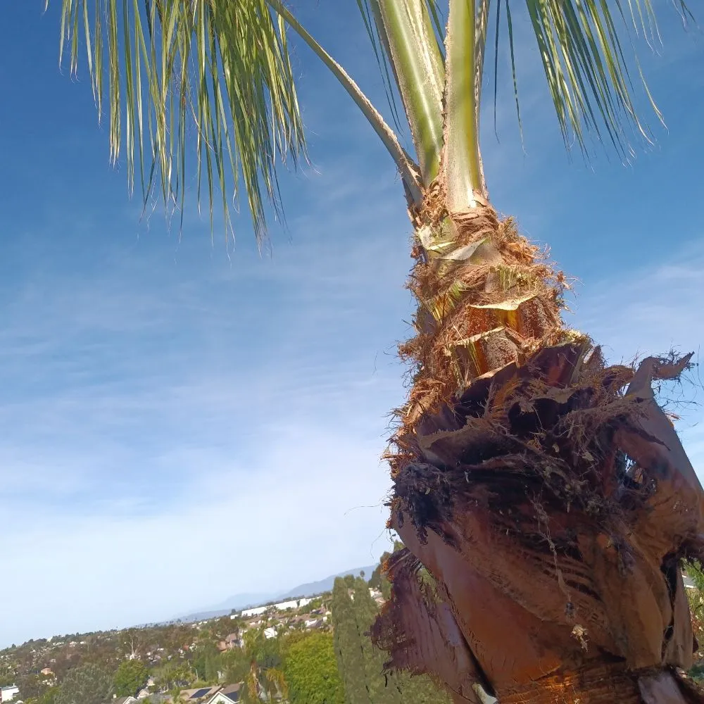 Reliable residential landscaping for beautiful yards across Vista, CA - Aby Services