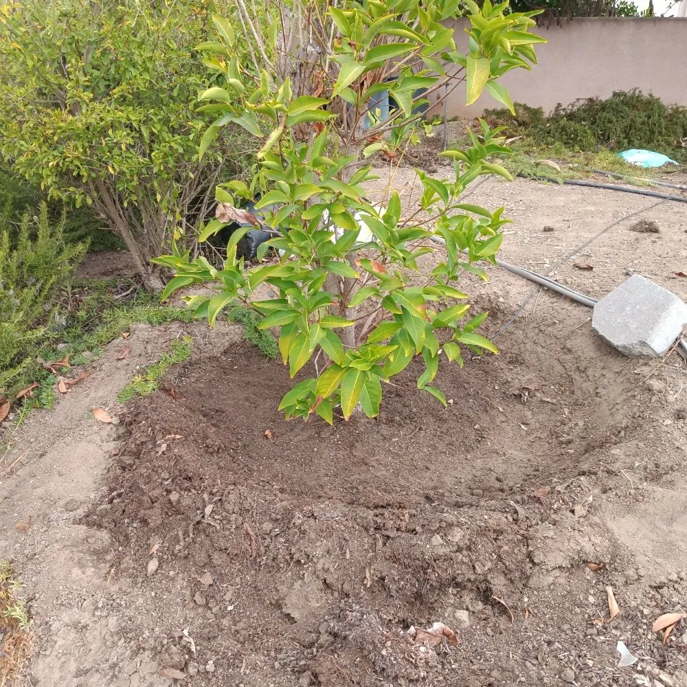 Top-rated landscape design experts serving Vista, CA - Aby Services