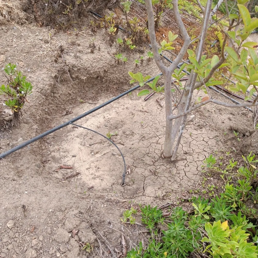 Local outdoor landscaping in Vista, CA by Aby Services