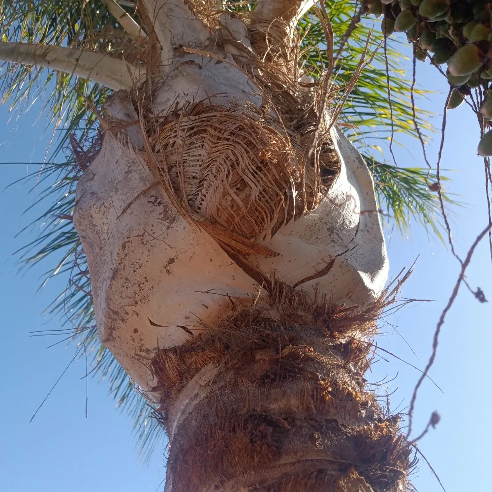 Custom landscaping services in Vista, CA - Aby Services