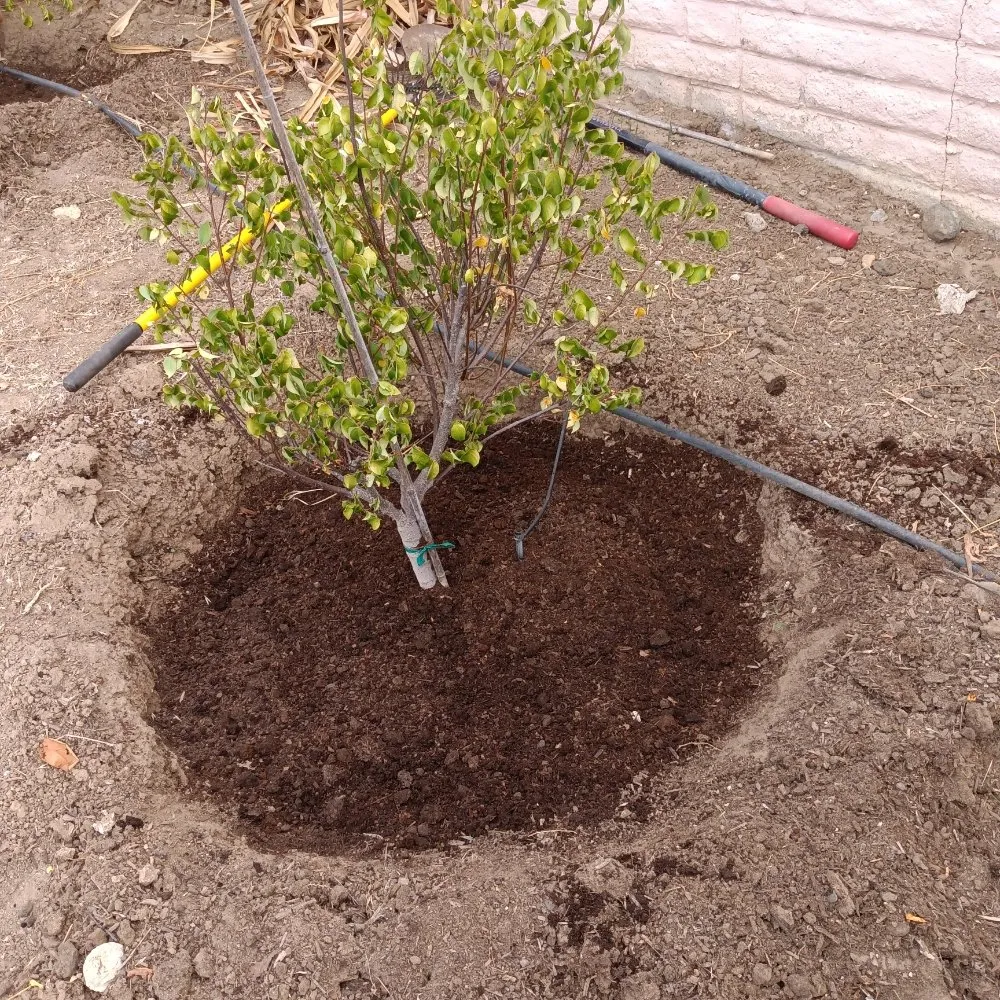 Reliable yard maintenance experts serving Vista, CA - Aby Services