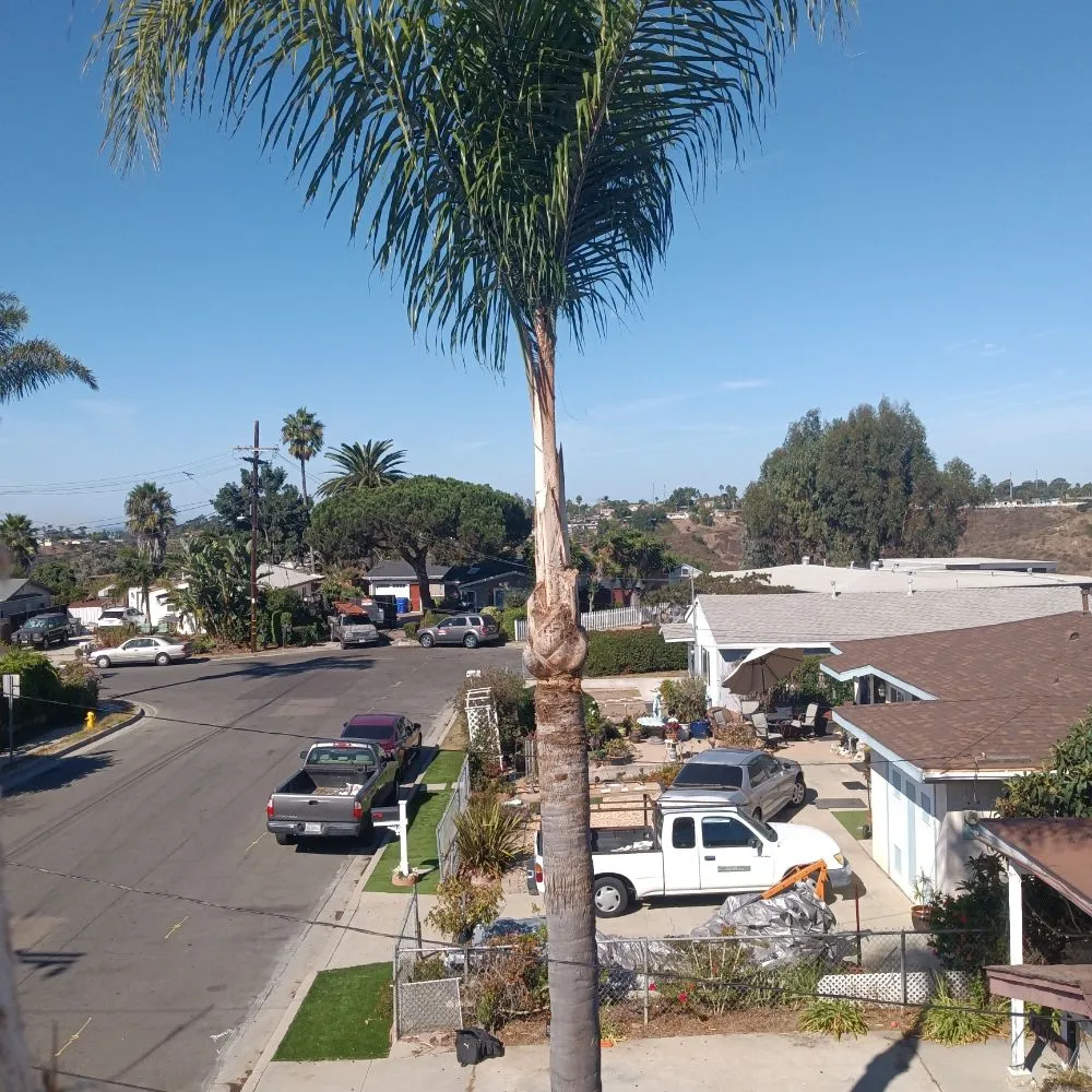 Affordable lawn care service experts serving Vista, CA - Aby Services