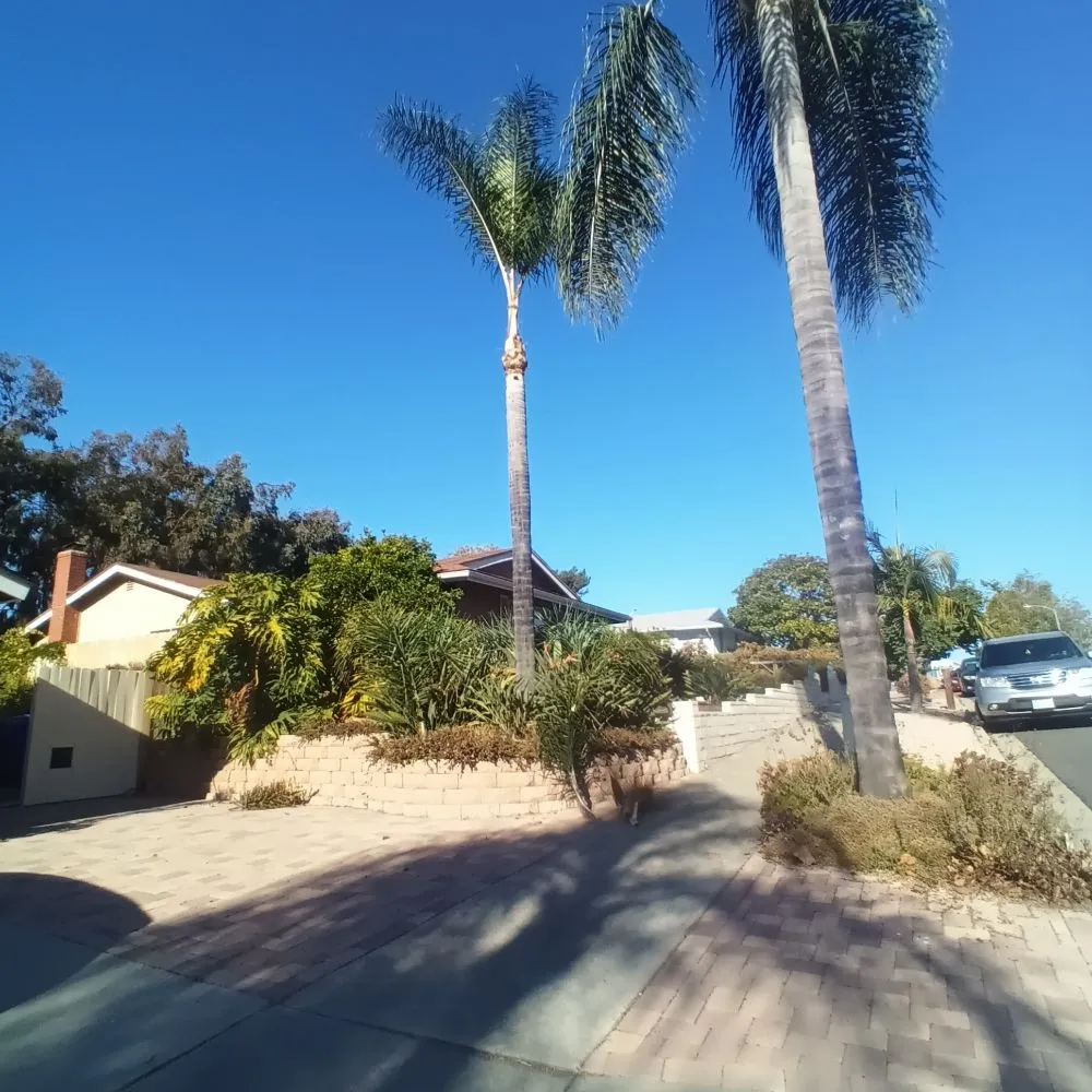 Expert yard maintenance experts serving Vista, CA - Aby Services