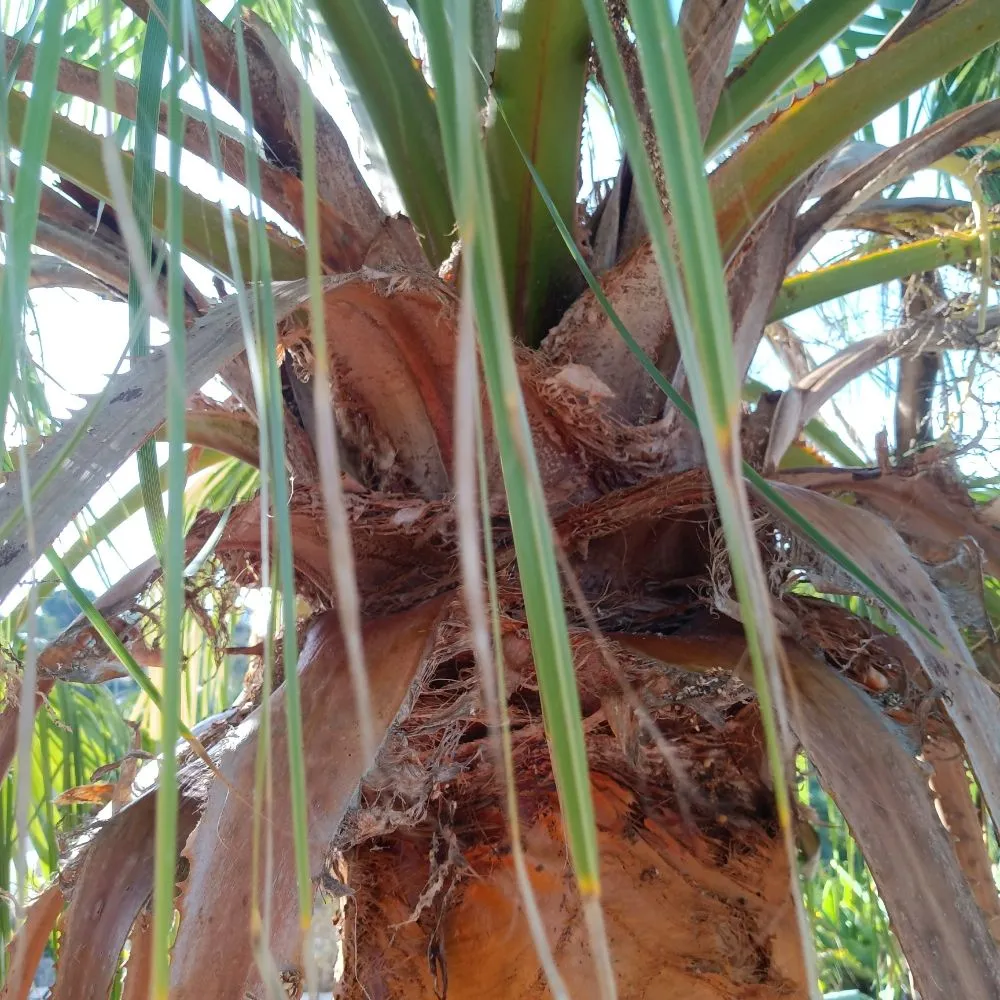 Reliable garden landscaping with custom design in Vista, CA by Aby Services