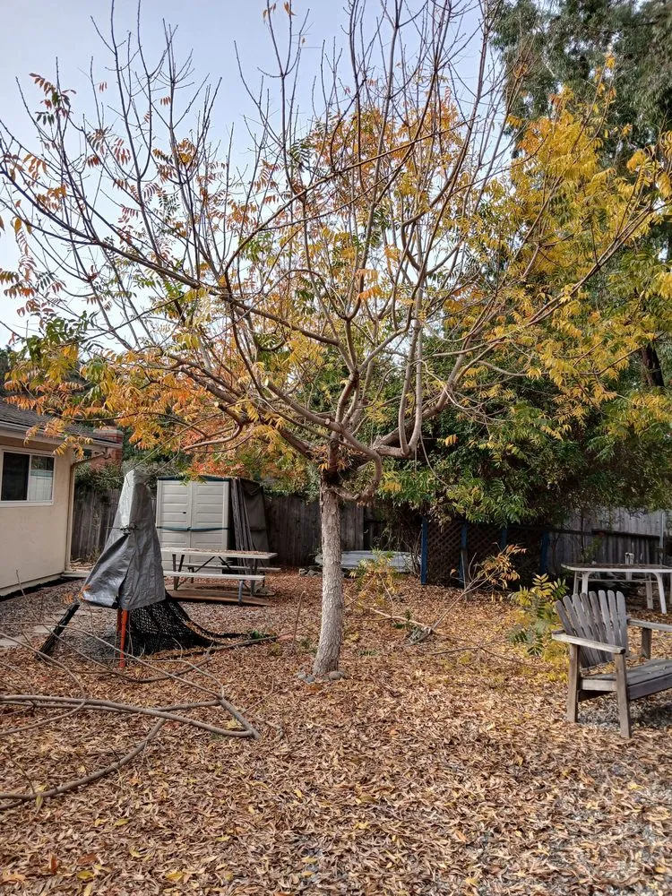 Local yard cleanup service in Vista, CA - Aby Services