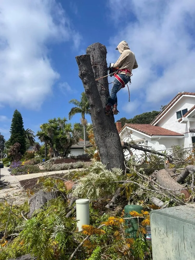 Local landscape installation experts serving Vista, CA - Aby Services