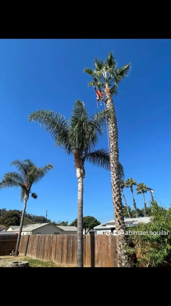 Custom yard cleanup service near you across Vista, CA - Aby Services