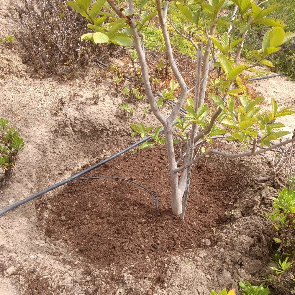 Trusted yard maintenance in Vista, CA by Aby Services