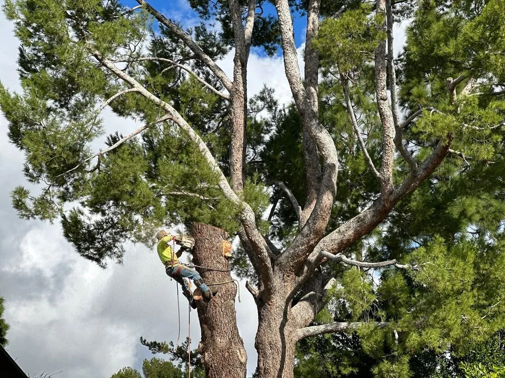 Top-rated yard cleanup service for outdoor upgrades in Chatsworth, CA by AC Horticultural Management