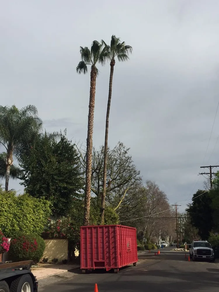 Professional yard cleanup service in Chatsworth, CA by AC Horticultural Management