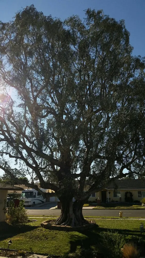 Custom outdoor landscaping in Chatsworth, CA by AC Horticultural Management