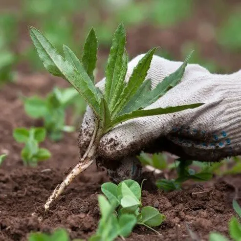 Reliable lawn mowing service for homes across Lawrenceville, GA - AC Landscaping & Maintenance