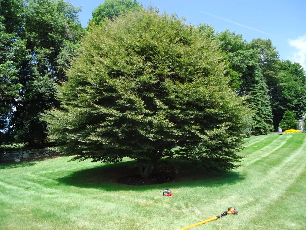 Custom lawn care service in North Andover, MA by AC Landscaping, Inc.