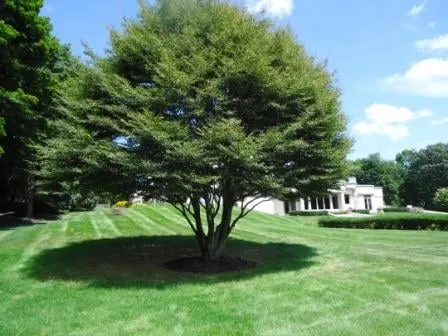 Reliable lawn mowing service for residential properties across North Andover, MA - AC Landscaping, Inc.