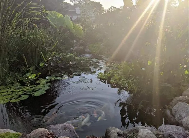 Custom yard maintenance in Ankeny, IA by A&C Pondscapes
