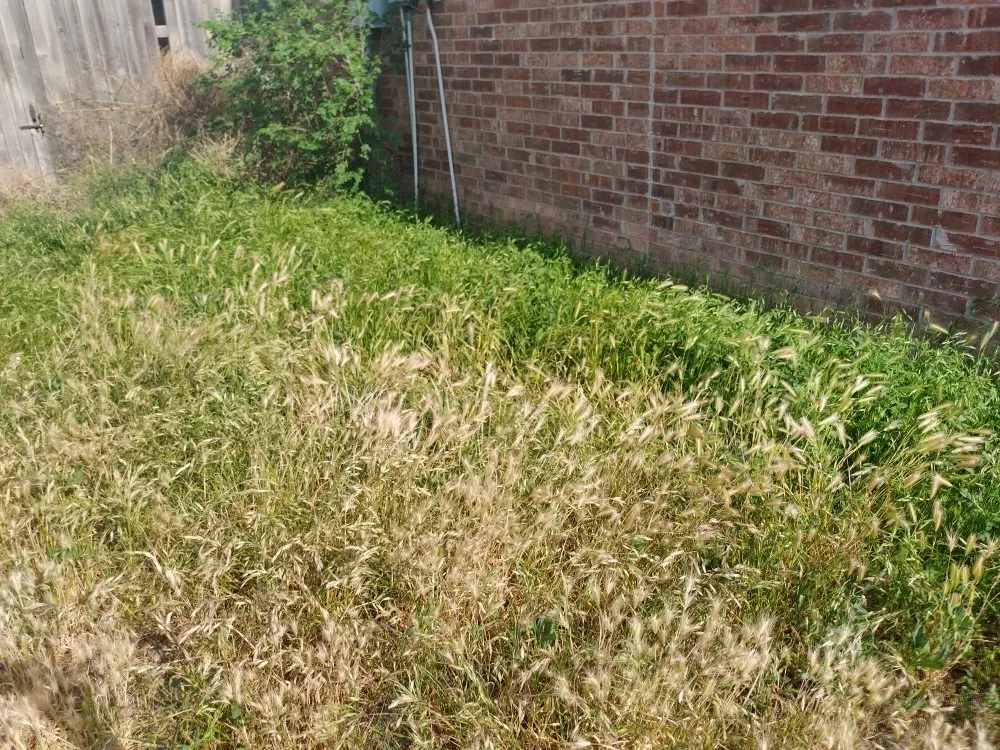 Reliable yard cleanup service for residential properties in Lubbock, TX by ACAB Enterprises