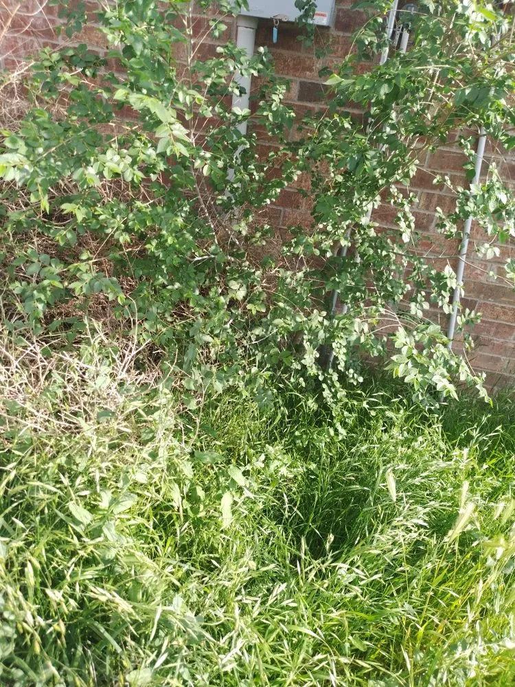 Top-rated yard maintenance in Lubbock, TX by ACAB Enterprises