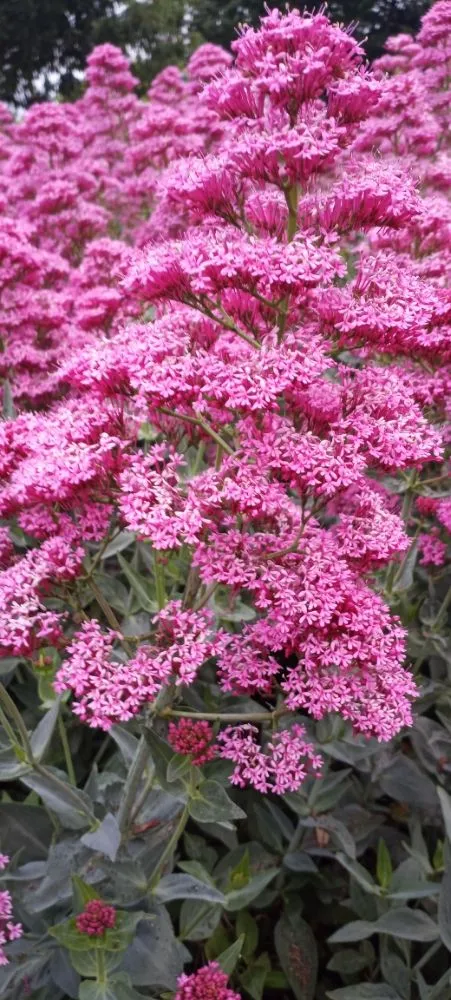 Trusted lawn mowing service for residential properties in San Jose, CA by Acacia Landscaping Services