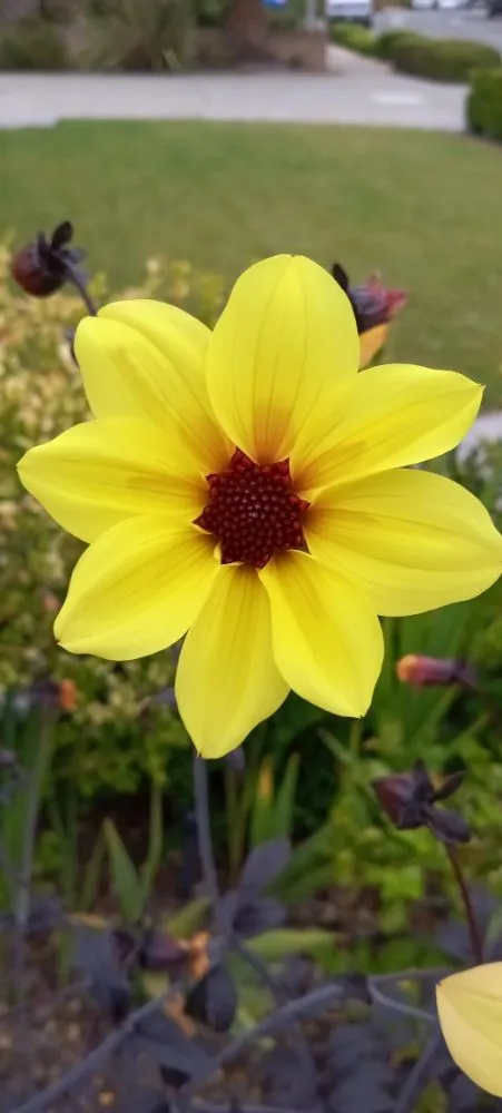 Trusted yard maintenance in San Jose, CA - Acacia Landscaping Services