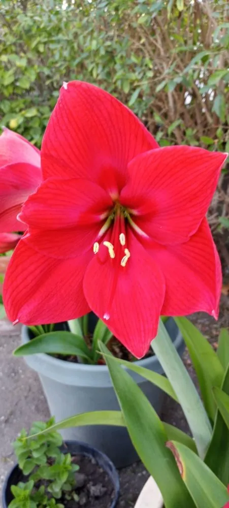 Top-rated landscape installation experts serving San Jose, CA - Acacia Landscaping Services