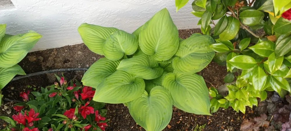 Trusted yard cleanup service near you in San Jose, CA by Acacia Landscaping Services