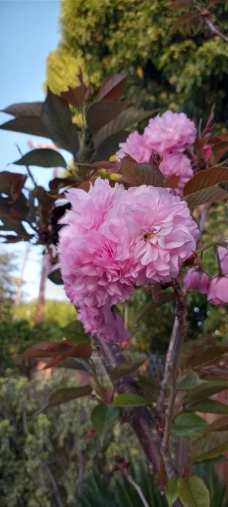 Top-rated landscape installation for beautiful yards across San Jose, CA - Acacia Landscaping Services