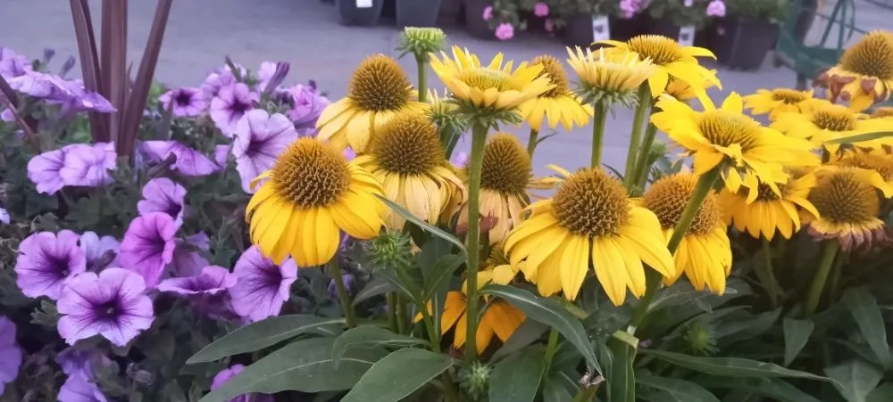 Reliable yard cleanup service experts serving San Jose, CA - Acacia Landscaping Services