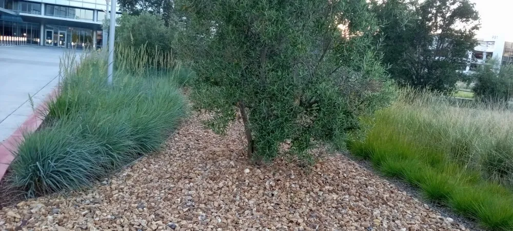 Trusted lawn mowing service experts serving San Jose, CA - Acacia Landscaping Services