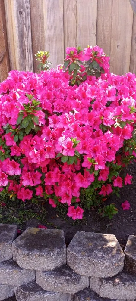 Affordable lawn mowing service for outdoor upgrades in San Jose, CA by Acacia Landscaping Services