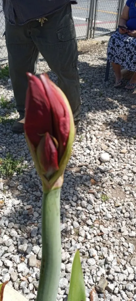 Expert garden landscaping experts serving San Jose, CA - Acacia Landscaping Services