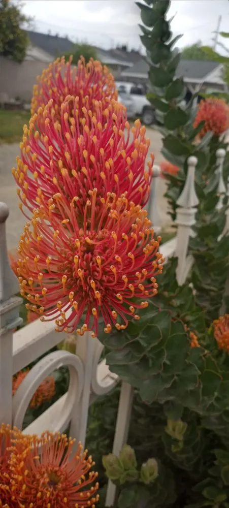 Top-rated lawn mowing service experts serving San Jose, CA - Acacia Landscaping Services