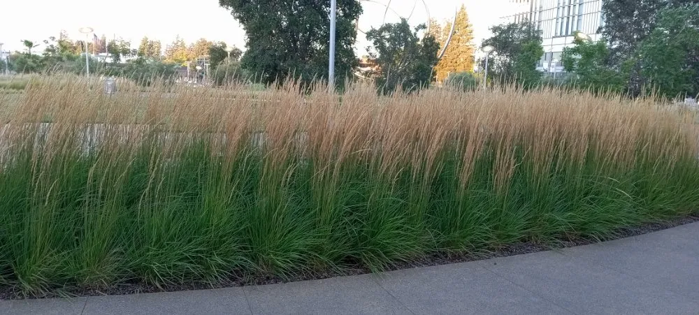 Expert yard maintenance for residential properties across San Jose, CA - Acacia Landscaping Services