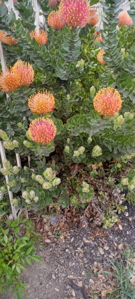 Trusted yard cleanup service experts serving San Jose, CA - Acacia Landscaping Services