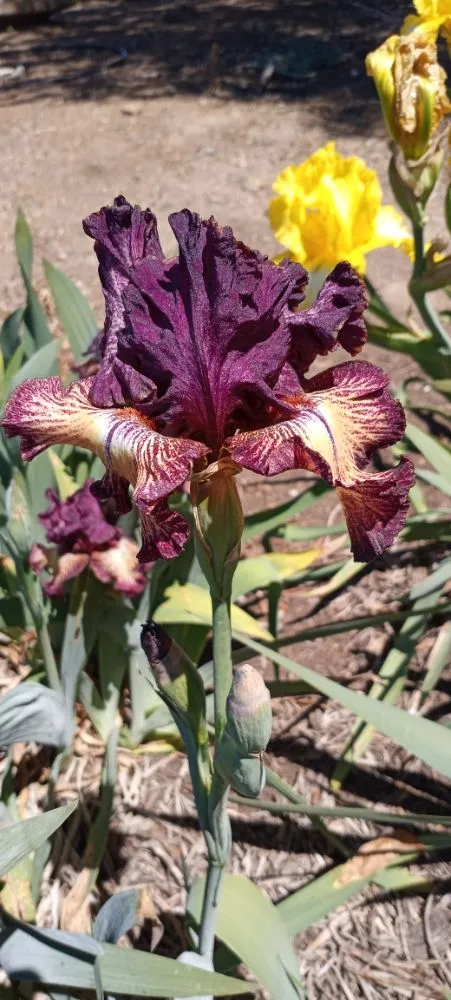 Expert landscape installation in San Jose, CA - Acacia Landscaping Services