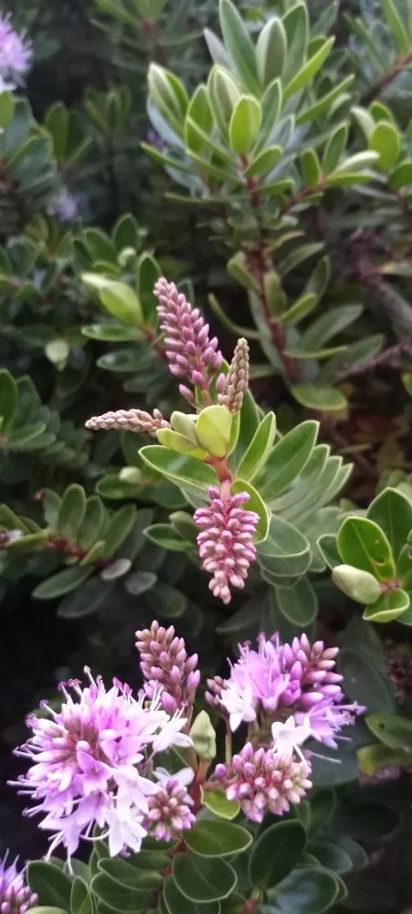 Affordable outdoor landscaping with custom design in San Jose, CA by Acacia Landscaping Services