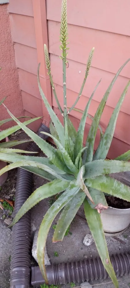 Trusted outdoor landscaping in San Jose, CA by Acacia Landscaping Services