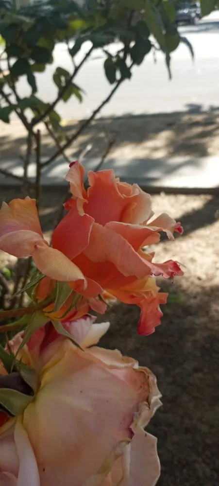 Expert lawn care service for beautiful yards in San Jose, CA by Acacia Landscaping Services