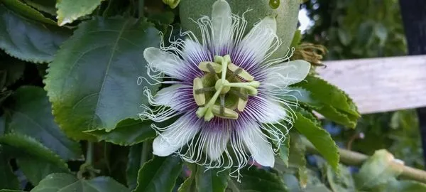 Acacia Landscaping Services Logo