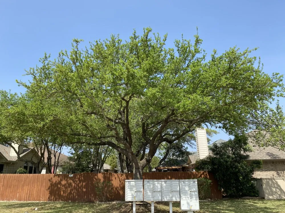 Affordable lawn mowing service for year-round maintenance in Cedar Park, TX by Acacia Tree Care