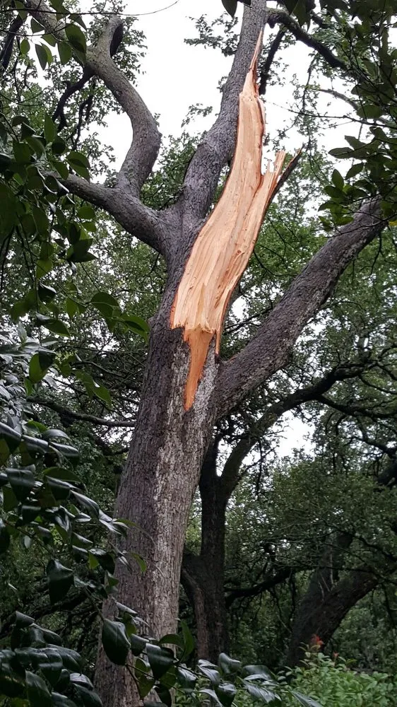 Affordable lawn care service experts serving Cedar Park, TX - Acacia Tree Care