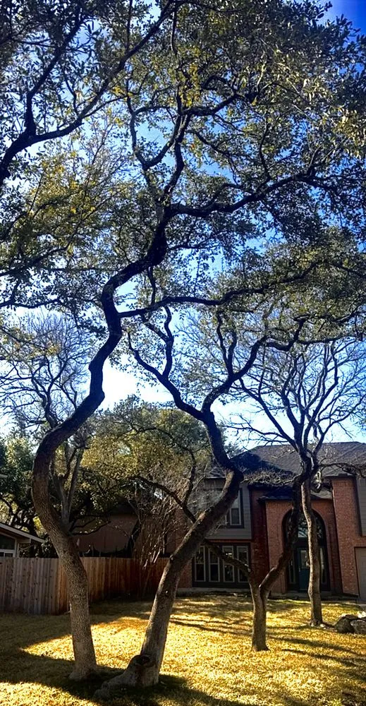 Trusted garden landscaping near you in Cedar Park, TX by Acacia Tree Care