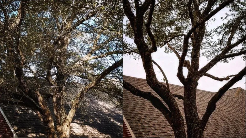 Top-rated landscape installation experts serving Cedar Park, TX - Acacia Tree Care